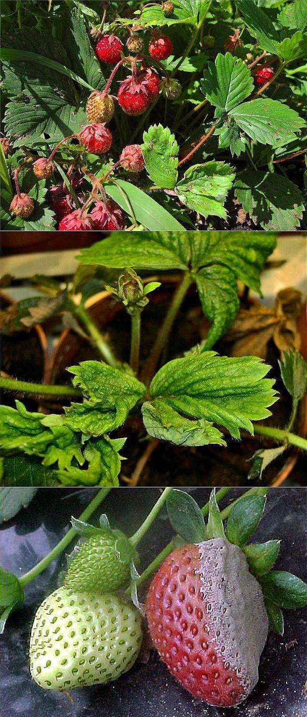 10 способов борьбы с земляничным клещом на клубнике – отзывы садоводов