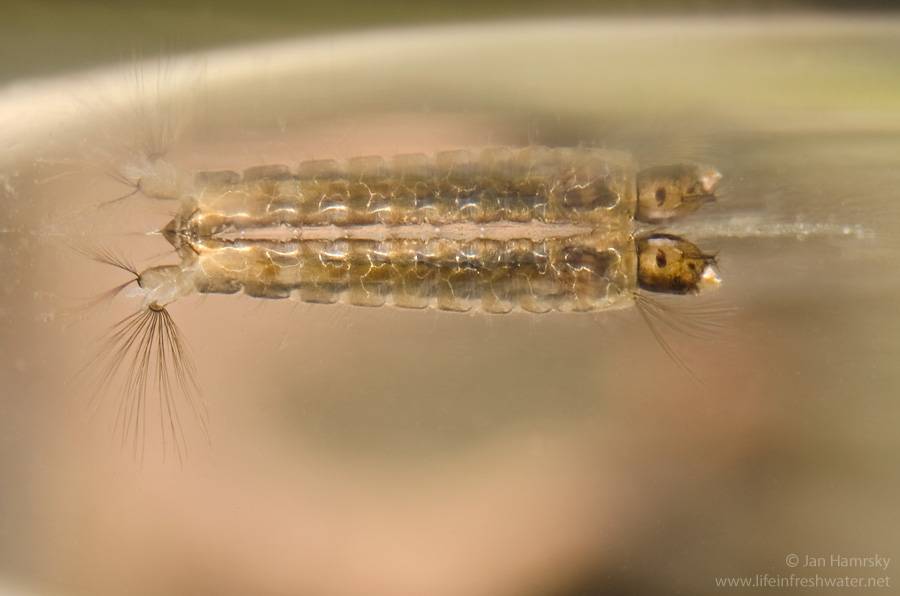 Как выглядит и развивается личинка комара?