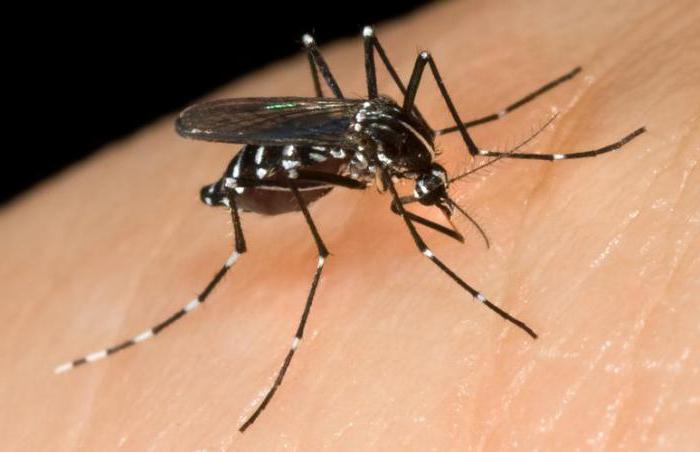 Комар – насекомое-кровопийца