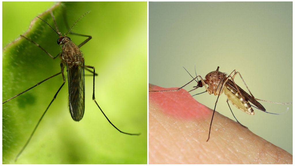 Почему комары пьют кровь: зачем ему она нужна и как он её пьёт?