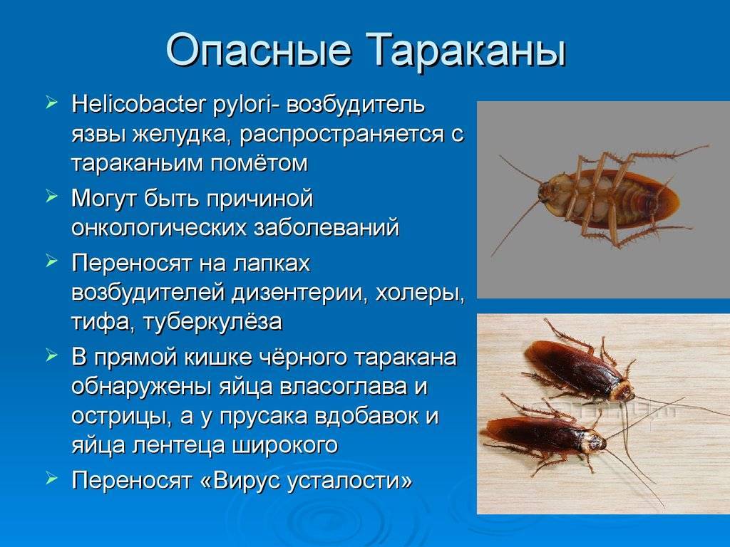 Что делать если появились тараканы в квартире