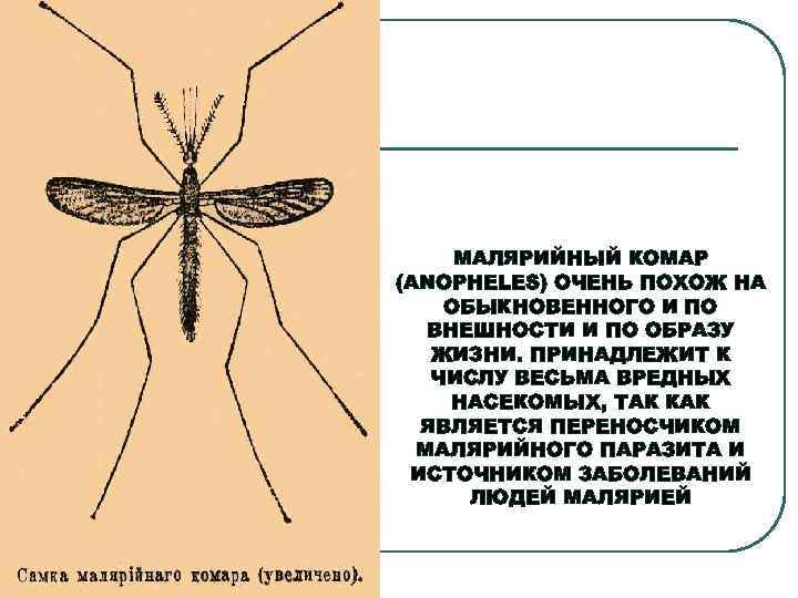 Малярийный комар — переносчик малярии