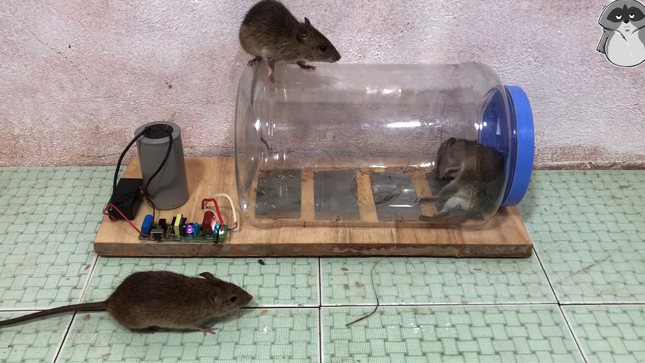 Как сделать ловушку для крыс: 110 фото лучших самодельных крысоловок