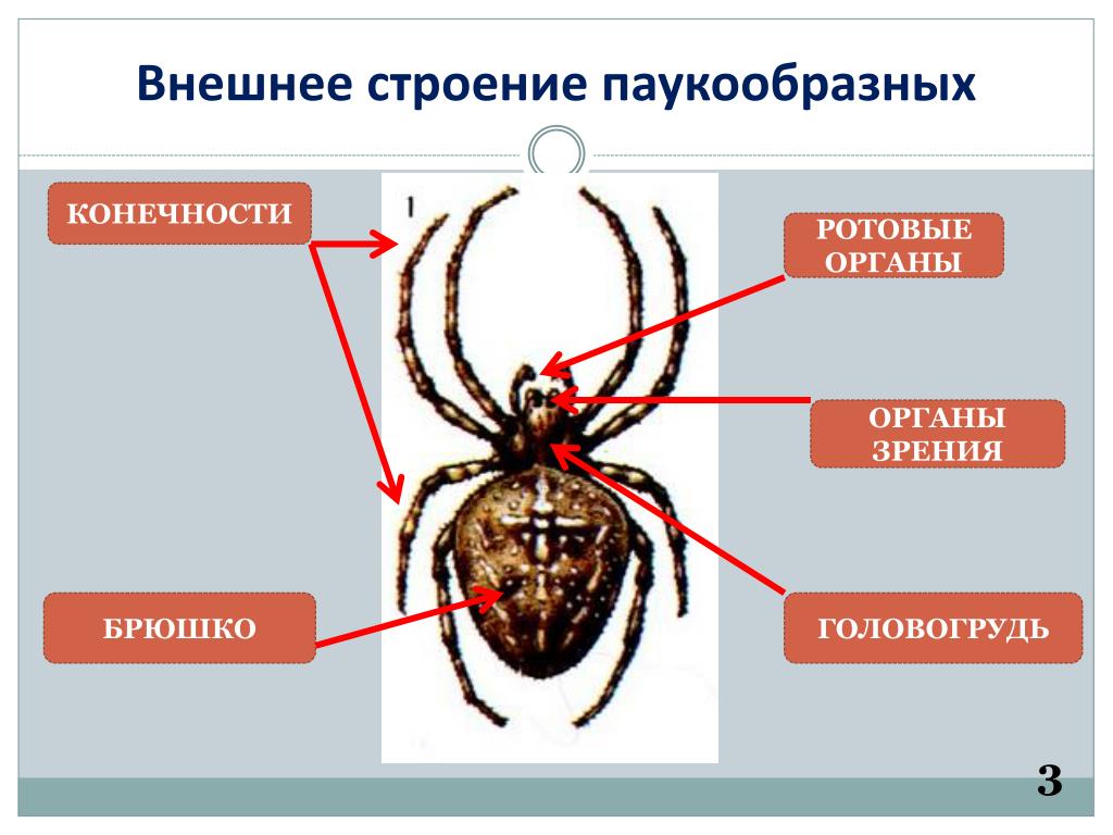 Класс паукообразные. отряды: пауки, скорпионы и клещи. строение и размножение паука-крестовика