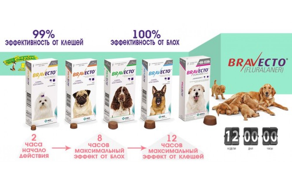 Таблетки бравекто — эффективное средство для защиты собак от клещей