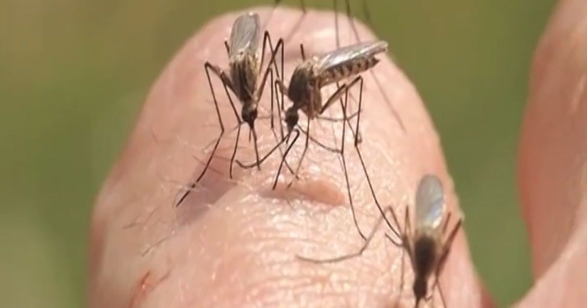 На что летят комары и как они находят человека