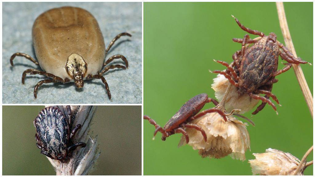 ❶ 21 вид клещей в природе: паразиты на человеке и животных