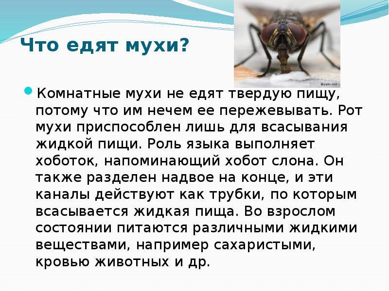 Сколько живут насекомые как пчела, муравей, муха и другие классы членистоногих