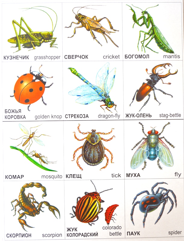 Виды домашних насекомых-вредителей и особенности их жизни