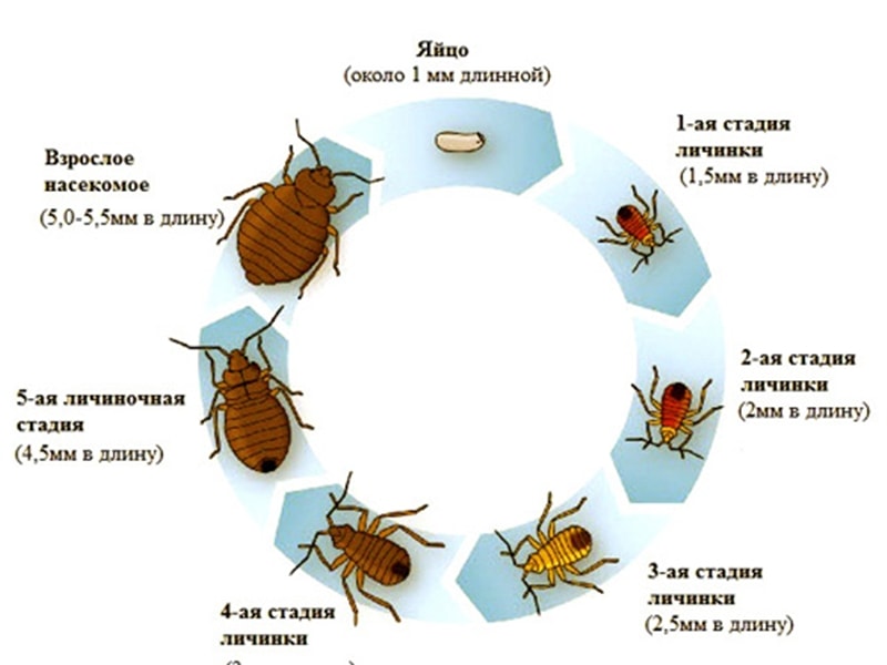 Как быстро размножаются домашние рыжие тараканы в квартире