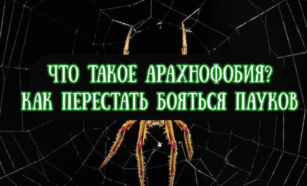 Боязнь пауков (арахнофобия): что такое, фобия членистоногих, как избавиться