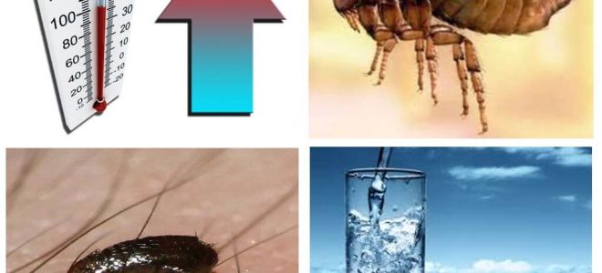 Таран от тараканов: описание, инструкция по применению и отзывы