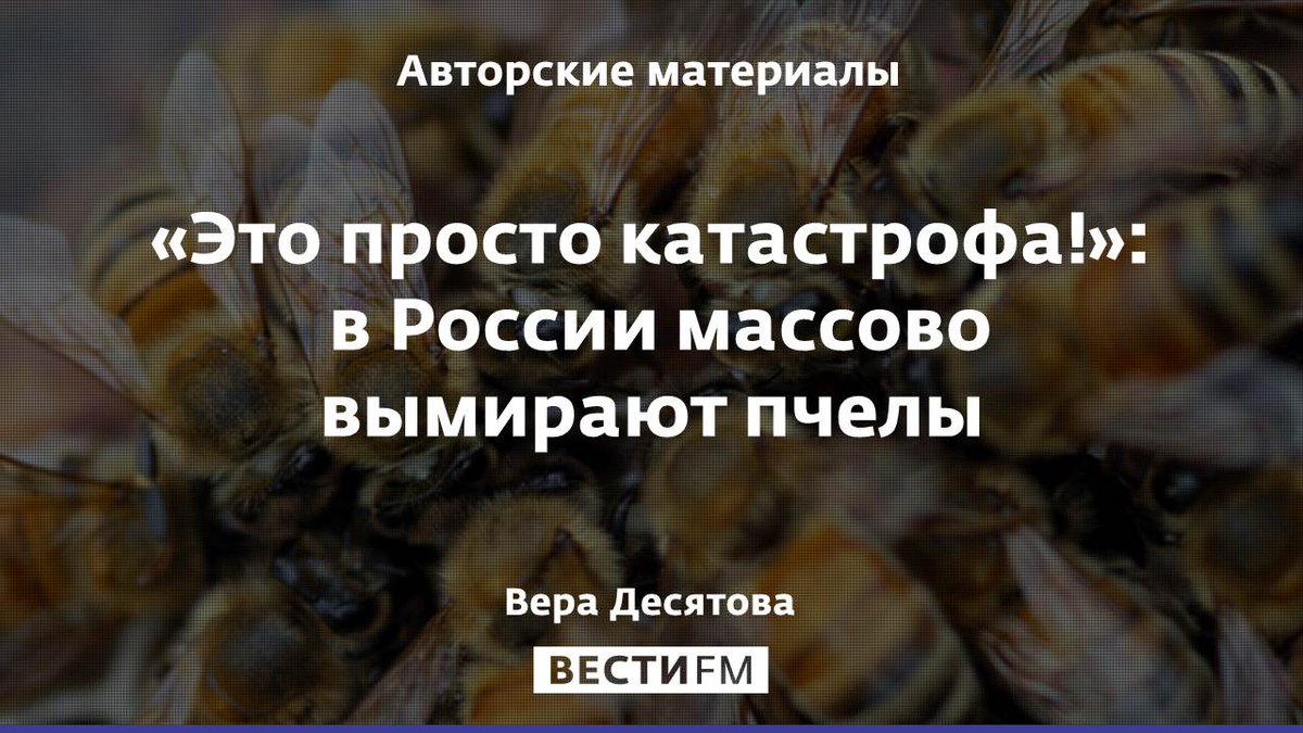 Куда делась пчела. Вымирание пчел. Исчезновение пчел. Пчелы вымирают. Почему вымирают пчелы.