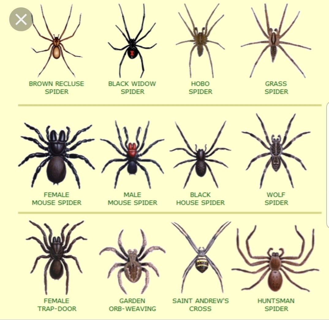 Паук егерь или гагантский крабовый паук, где обитают и насколько опасны