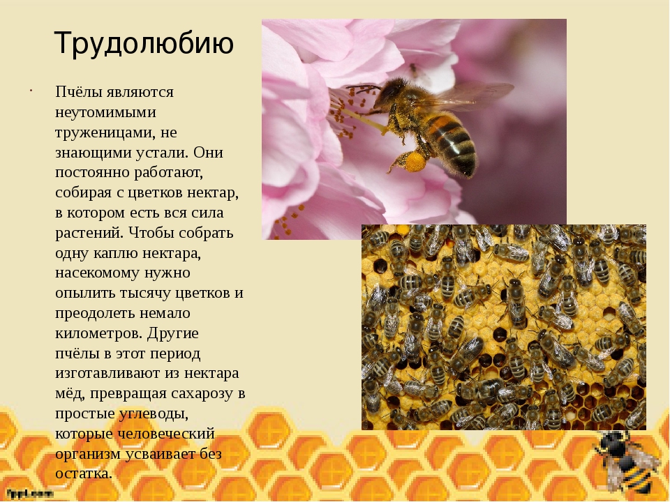 Топ-10: удивительные факты о медоносных пчёлах