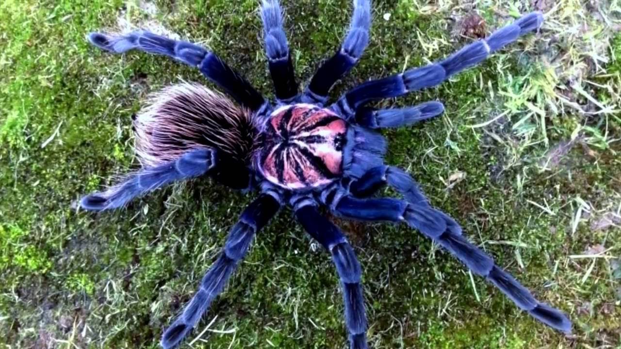 Самый большой паук в мире – кто он?