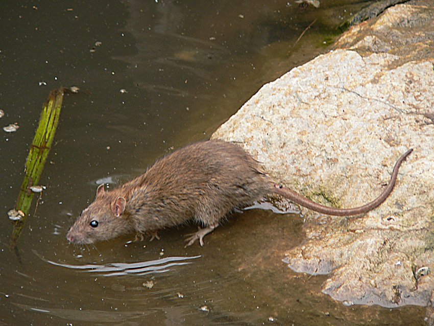 Водяная крыса – что из себя представляет и как с ней бороться?