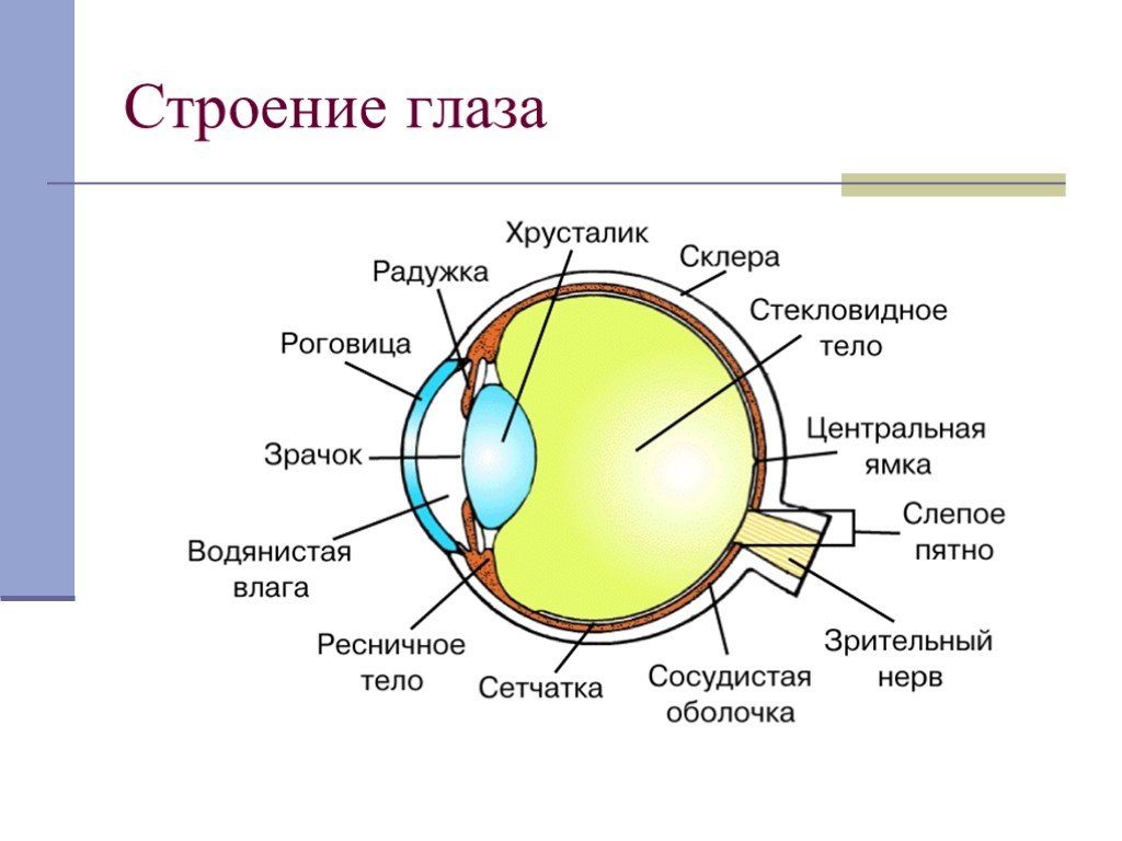 Изображение видимых предметов формируется на роговице