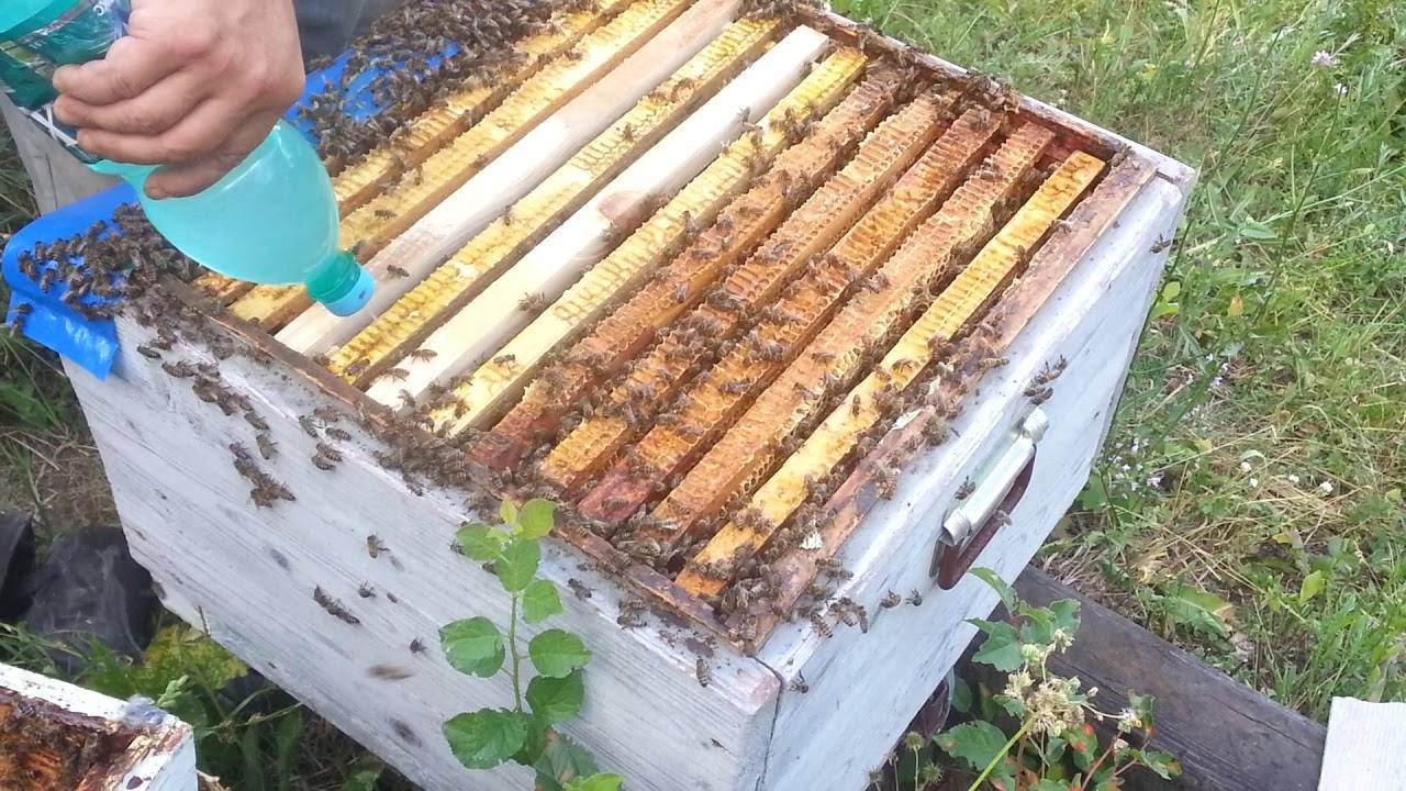 Весенняя обработка пчел от клеща. Обработка пчел щавелевой кислотой. Обработка пчёл щавелевой кислотой сублиматором. Обработка ульев. Щавелевая кислота обработка пчел.