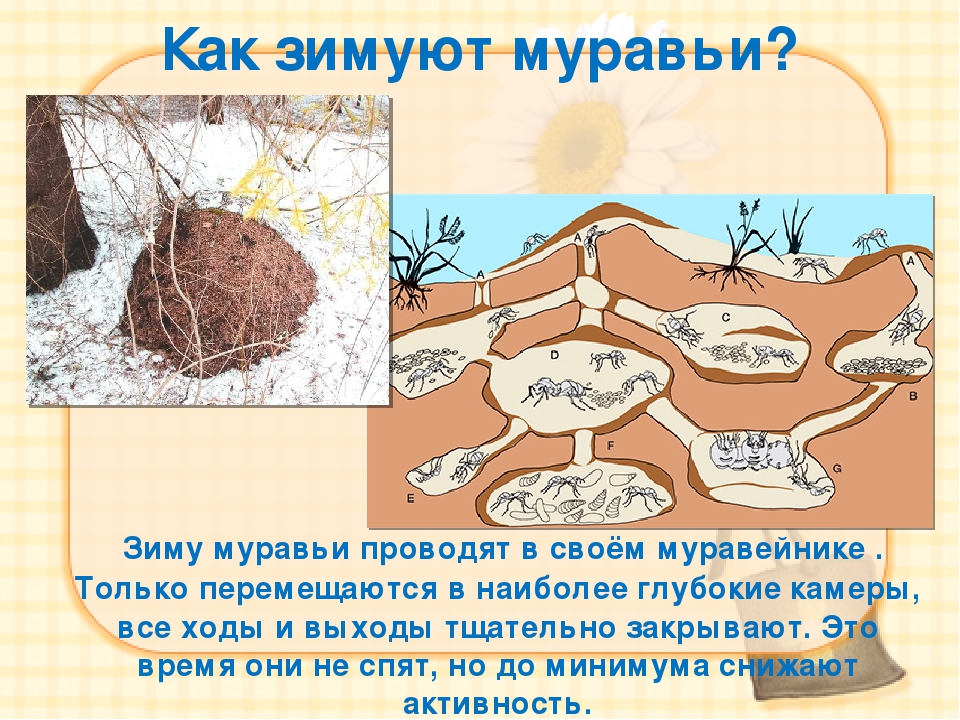 Как зимуют муравьи - питание, диапауза, спячка
