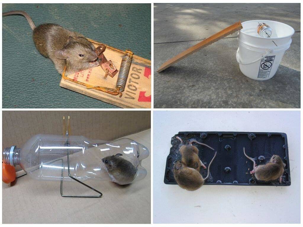 Клей от грызунов, борьба с крысами и мышами
