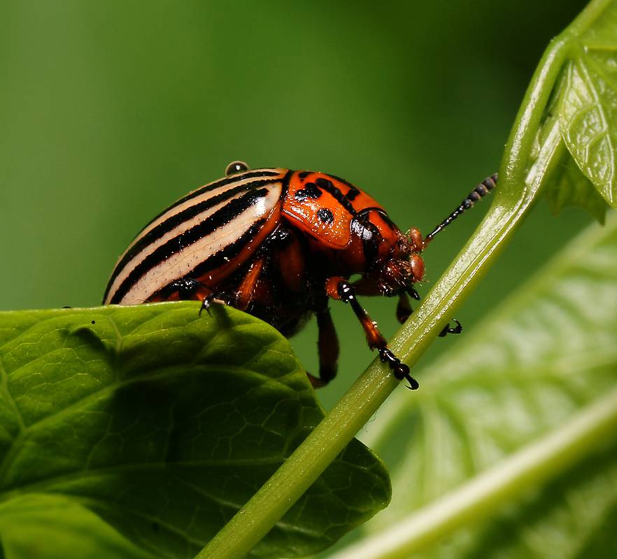 Колорадский жук насекомое. описание, особенности, образ жизни и среда обитания жука