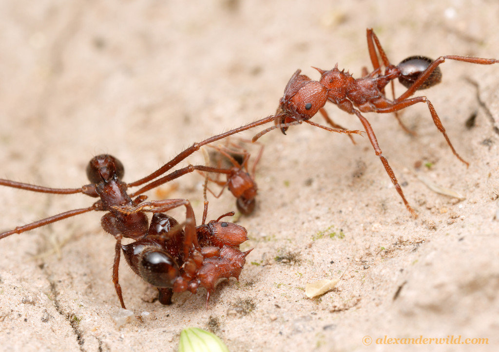 Маленькие соседи по планете: обзорная статья о муравьях