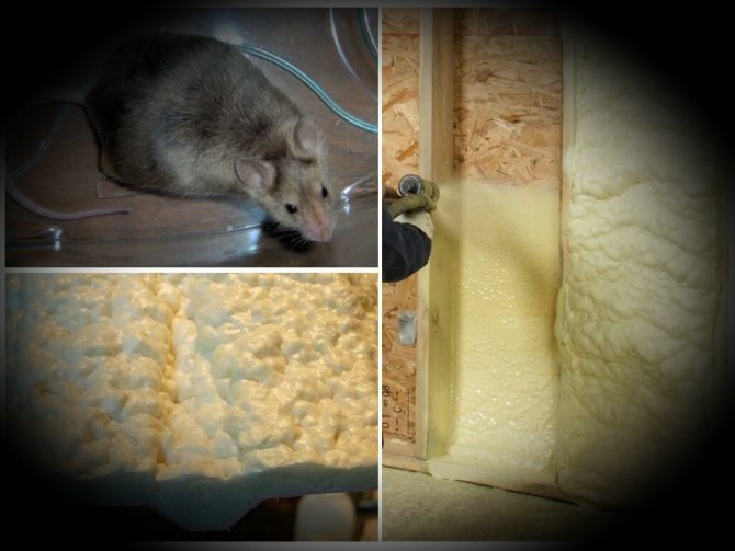 Как избавиться от мышей в квартире навсегда: способы