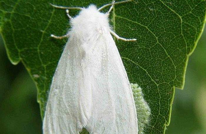 Американская белая бабочка: карантинный вредитель - способы борьбы