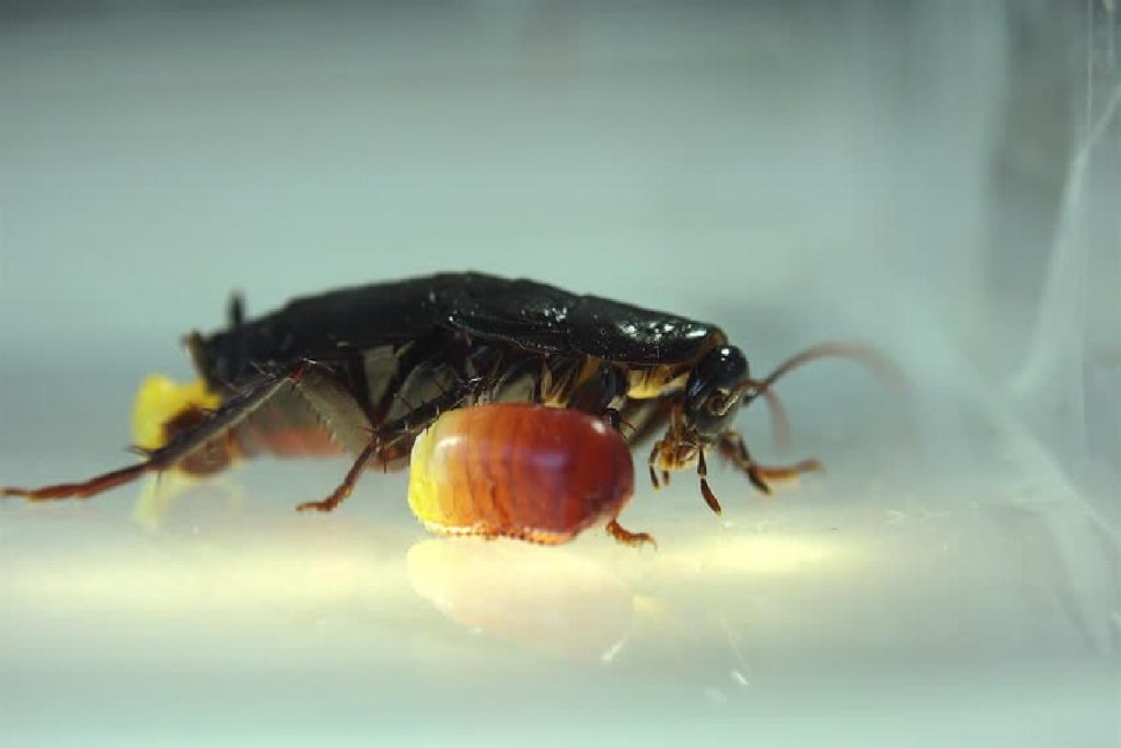 Тараканы завелись в машине, могут ли навредить и как их вывести?
