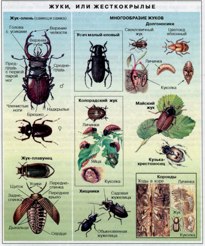 6 групп насекомых. Классификация Жуков жесткокрылых. Атлас определитель насекомых Жуков. Строение жука оленя биология. Жесткокрылые жуки.