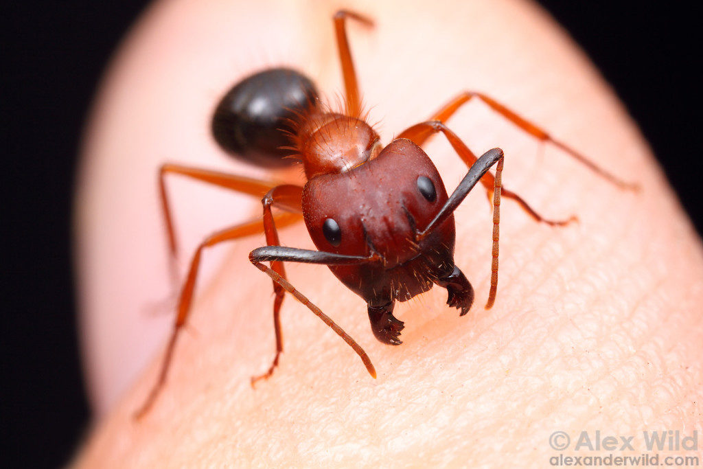 Укус муравья: опасен ли для человека, кусаются ли домашние муравьи?