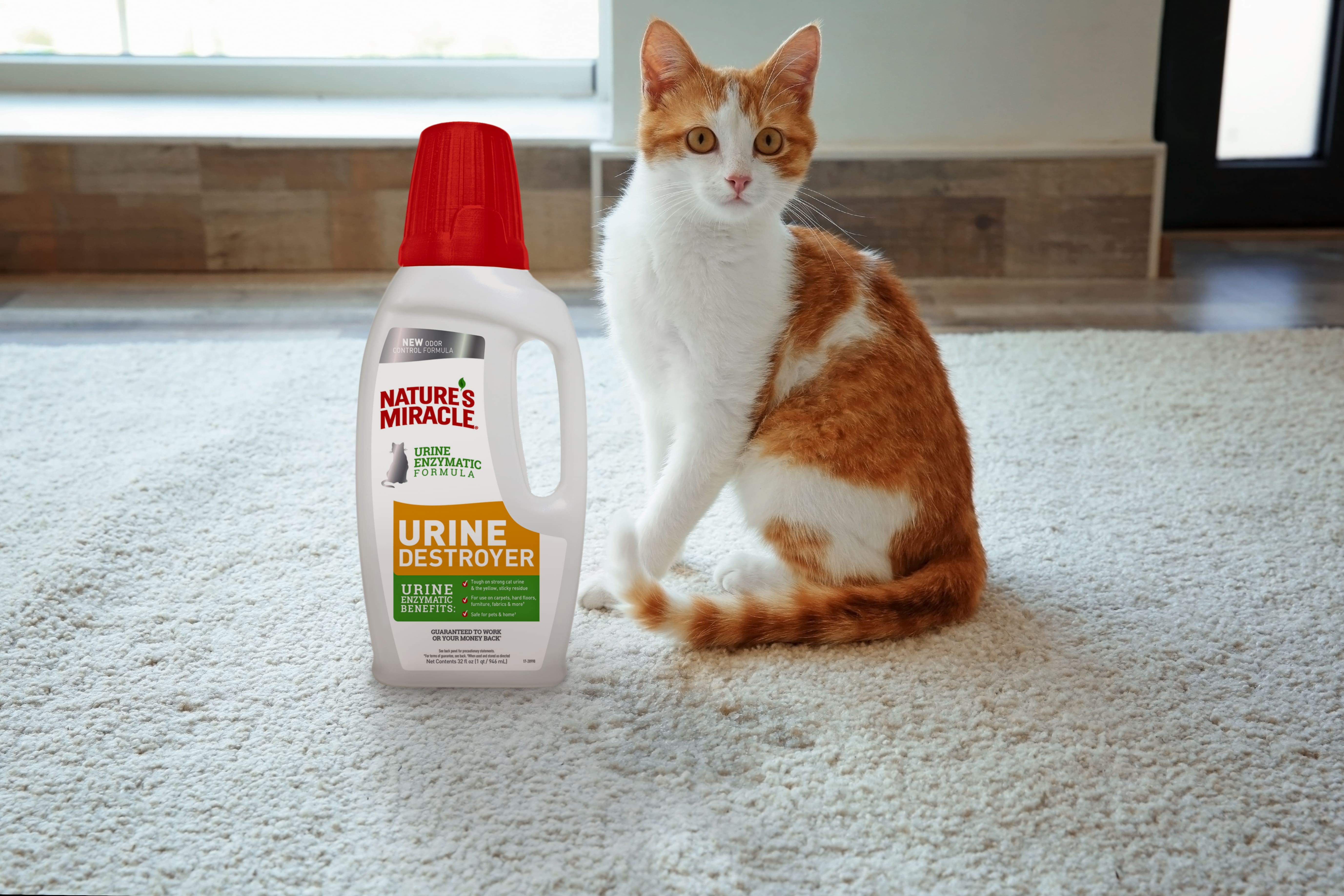 Чем вывести запах кошачьей мочи с ковра в домашних условиях