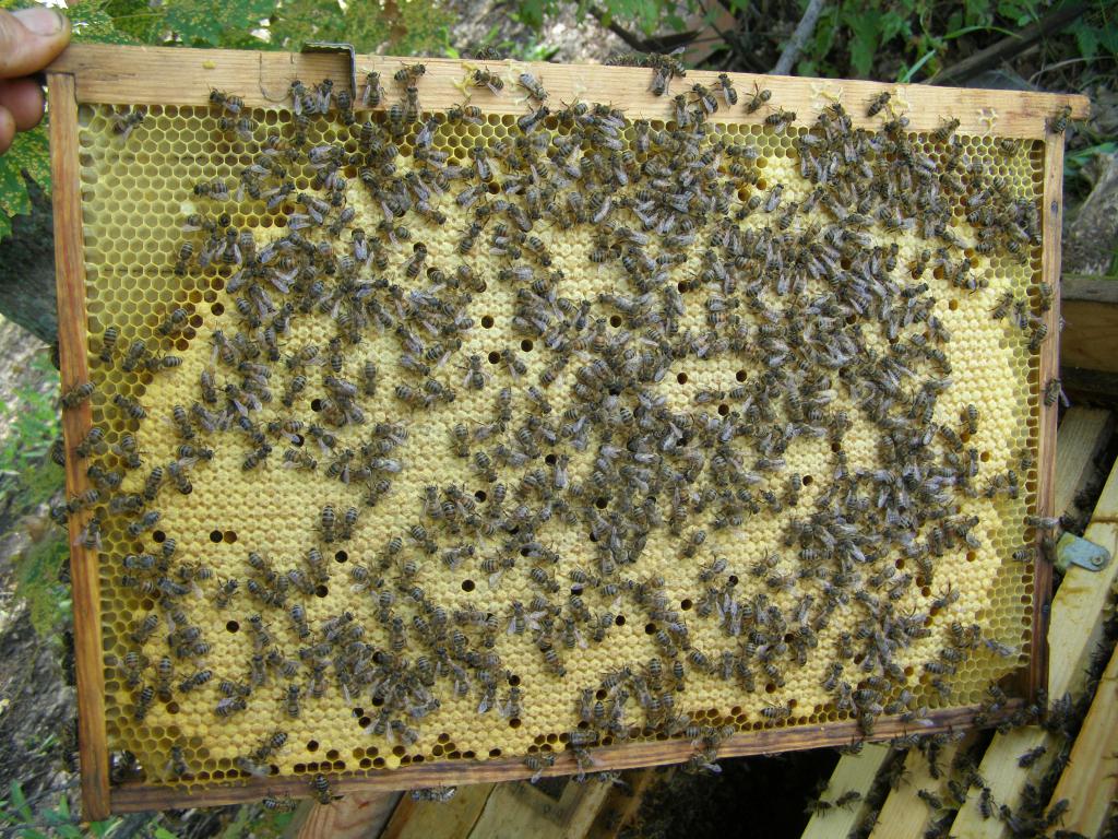 Домашние пчелы — виды, особенности и практические советы по разведению. чем питаются пчелы и интересные факты о насекомых
