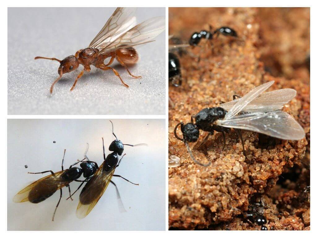 Летающие муравьи: кто такие и методы борьбы