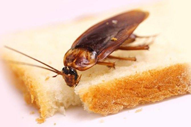 Домашние тараканы, кто такие и как с ними бороться