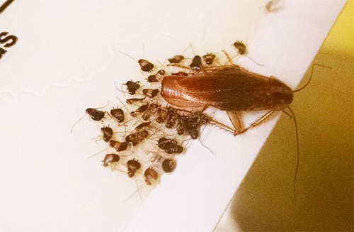 Чем опасны тараканы? усиками проверяем, а лапками заражаем