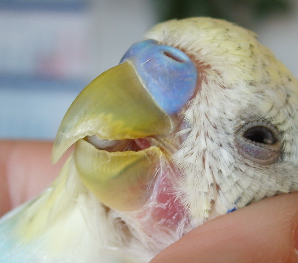 Как распознать клеща у попугая на ранней стадии?