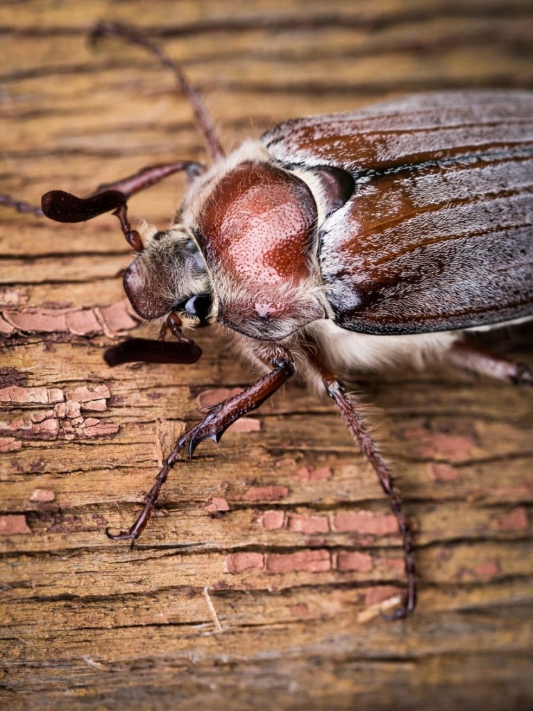 Чем питаются майские жуки в домашних условиях фото
