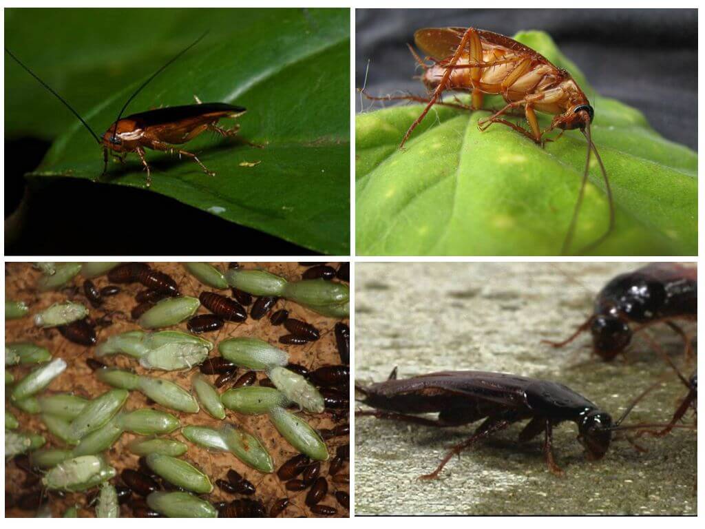 Кто питается тараканами в домашних условиях и в природе?