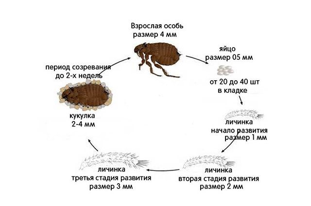 Как размножаются блохи, сколько живет паразит, как выглядят личинки, цикл развития и прочее + фото