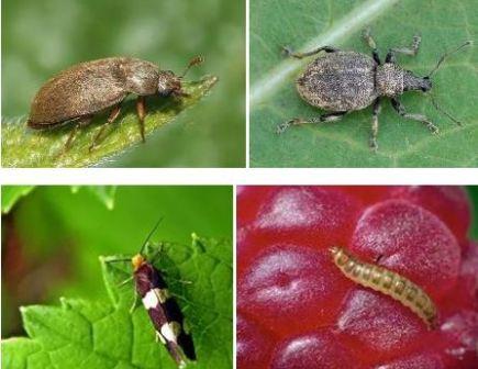 Профилактика, средства и методы борьбы с малинным жуком