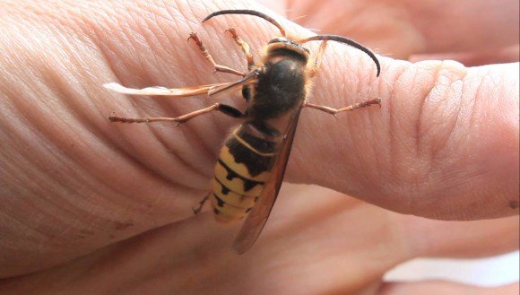 Как избавиться от пчел: что делать, если кусают и чем их можно отпугнуть в домашних условиях, способы борьбы