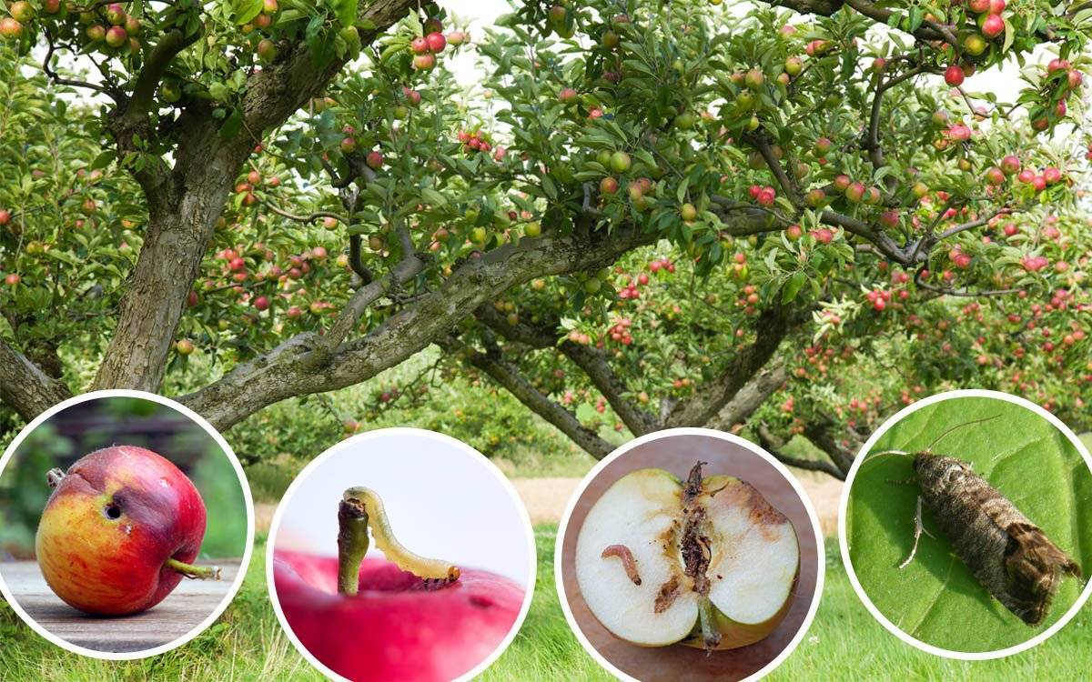 Обработка яблонь от плодожорки: сроки и препараты для опрыскивания