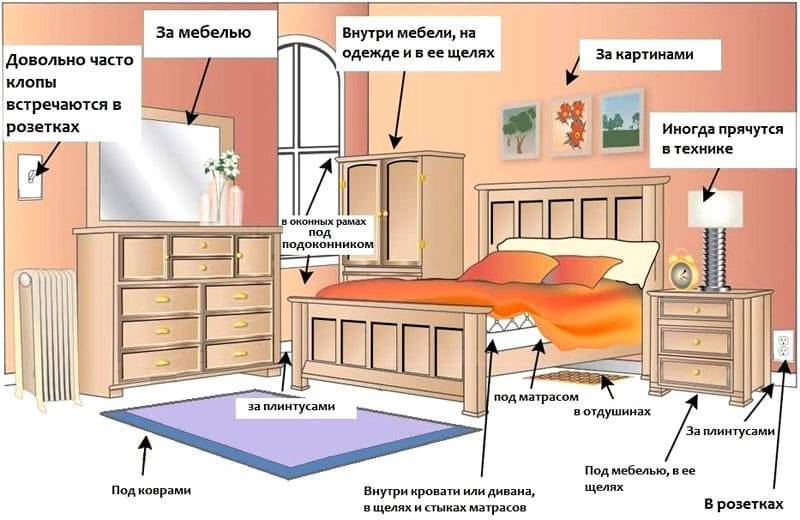 Где живут клопы в квартире: где прячутся постельные клопы