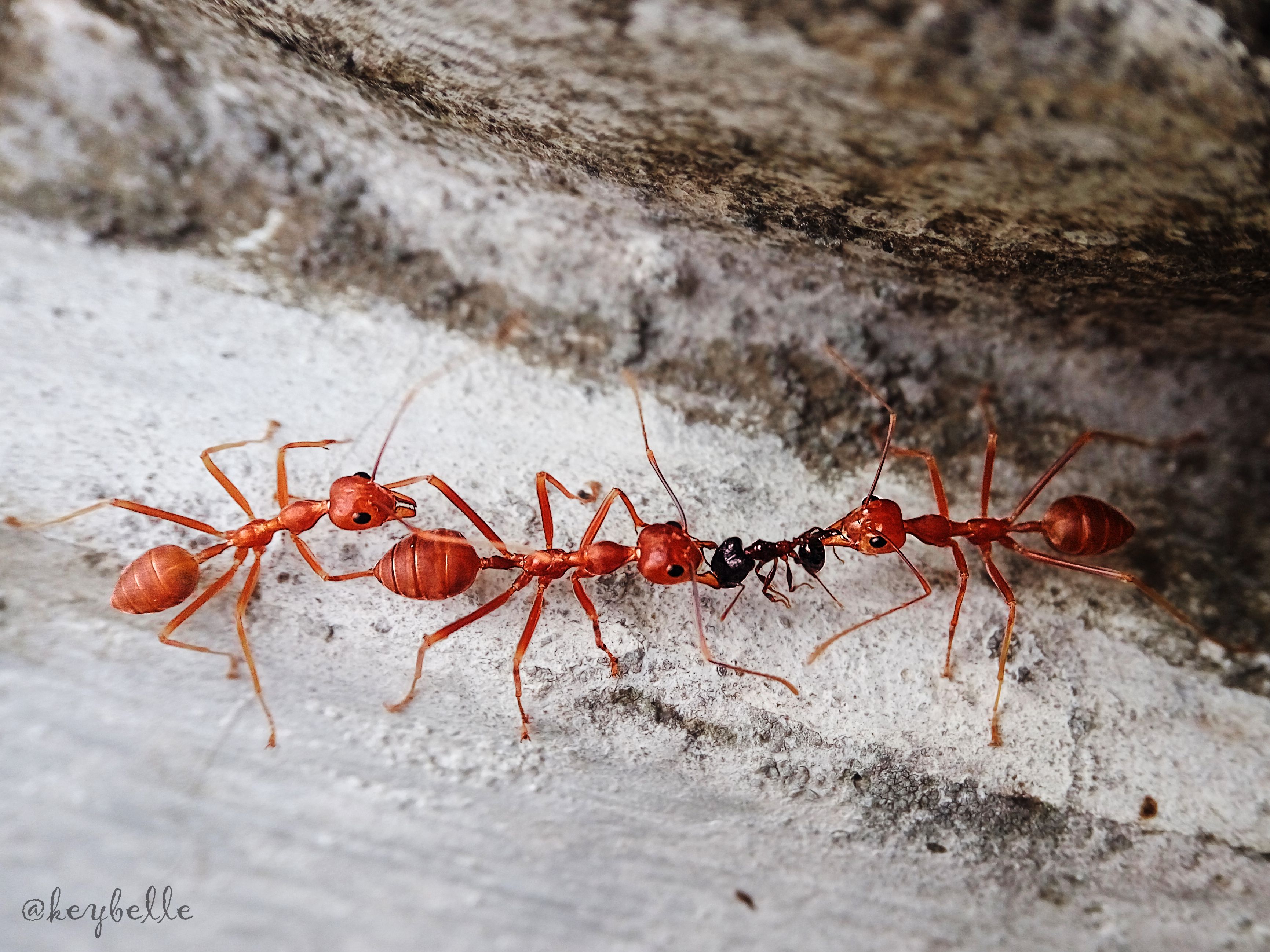 Красный муравей-бульдог — википедия