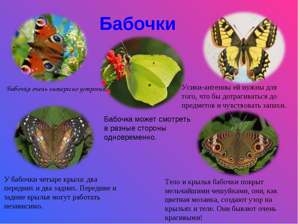 Почему бабочки такие разные и красивые. Для чего нужны бабочки. Бабочки картинки описание. Зачем нужны бабочки в природе. Виды бабочек с названиями.