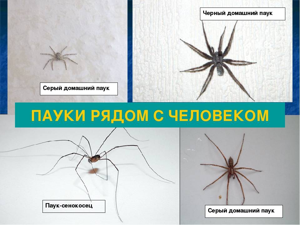Домашний паук или домовой (комнатный) — какие живут в квартирах, разновидности. виды домашних пауков, описание