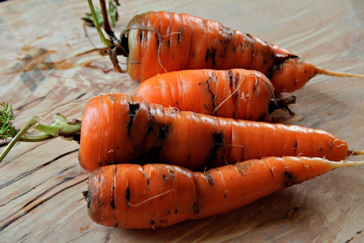 Вредители моркови и борьба с ними