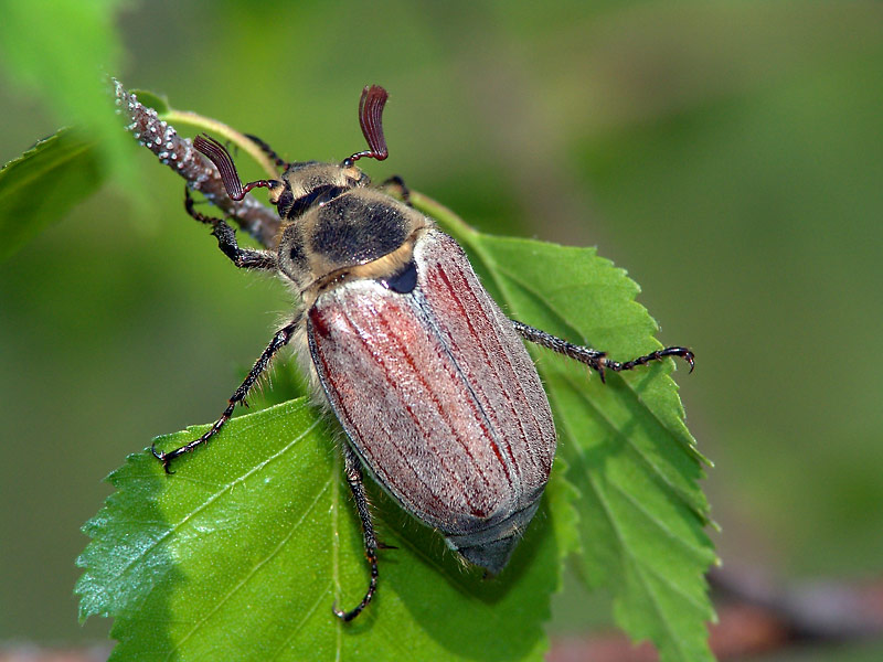 Майский жук: фото, виды и вредоносность